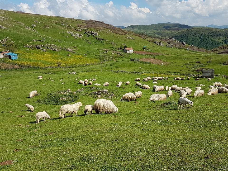 Koyunlar Yaylalara Ulaştı