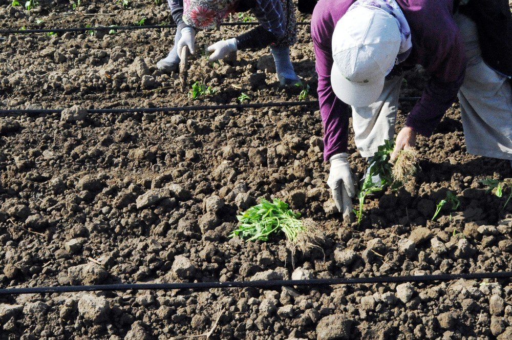 Bafra Ovası’nda Tütün Dikim Sezonu Açıldı