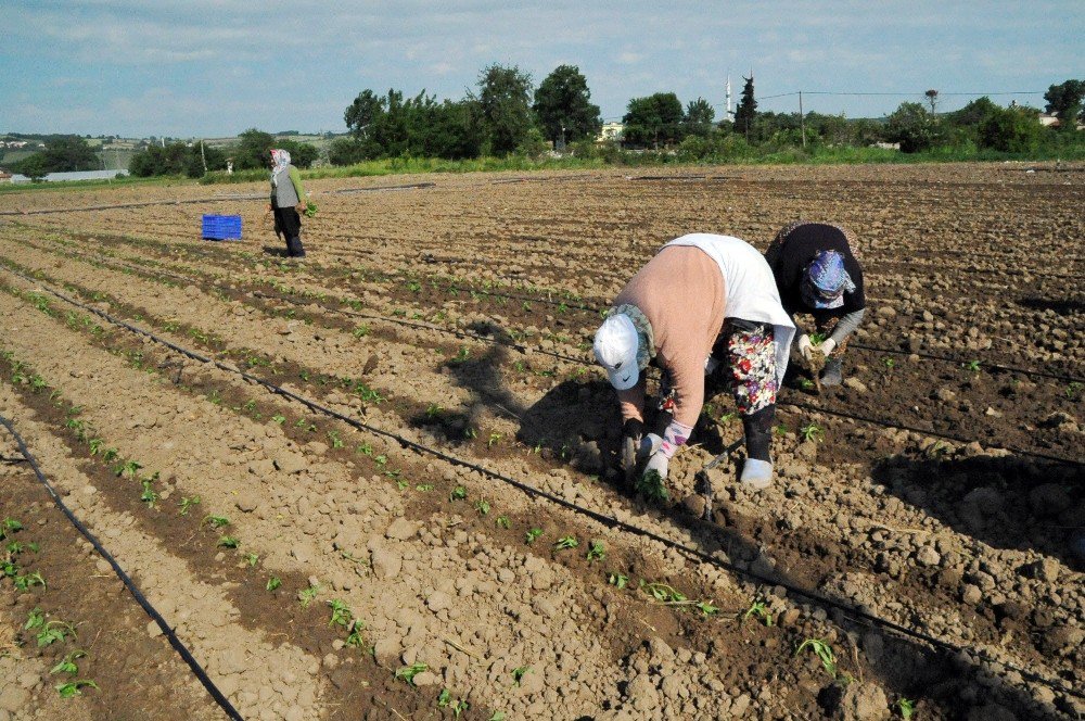 Bafra Ovası’nda Tütün Dikim Sezonu Açıldı