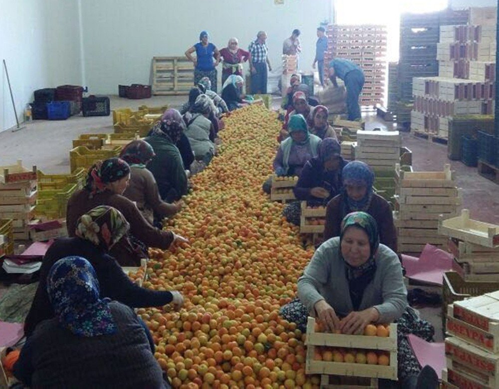 Mut’ta Kayısı Üreticisi Altın Yılını Yaşıyor