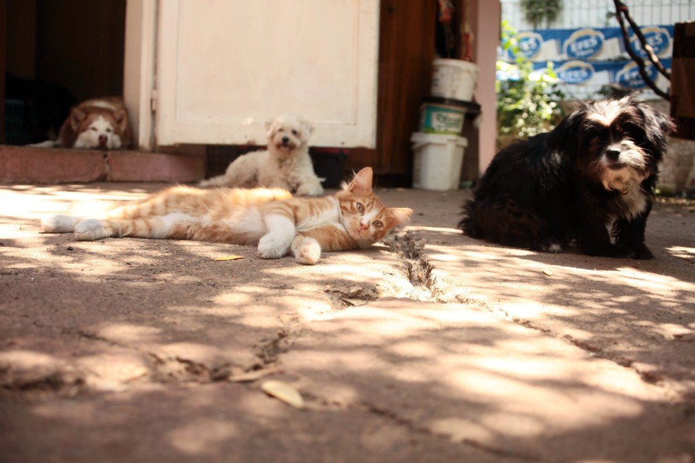 Evinde Yüzü Aşkın Kedi Ve Köpek Besleyen Kadın Mahkemelik Oldu