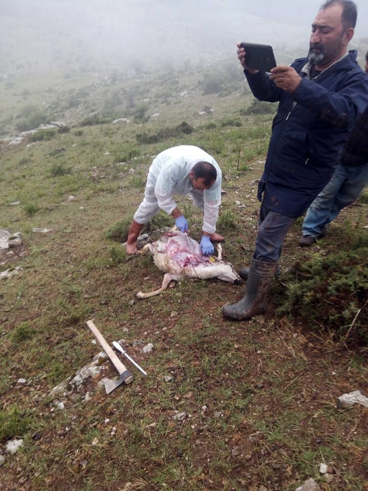 Yıldırım Düştü, 73 Koyun Telef Oldu