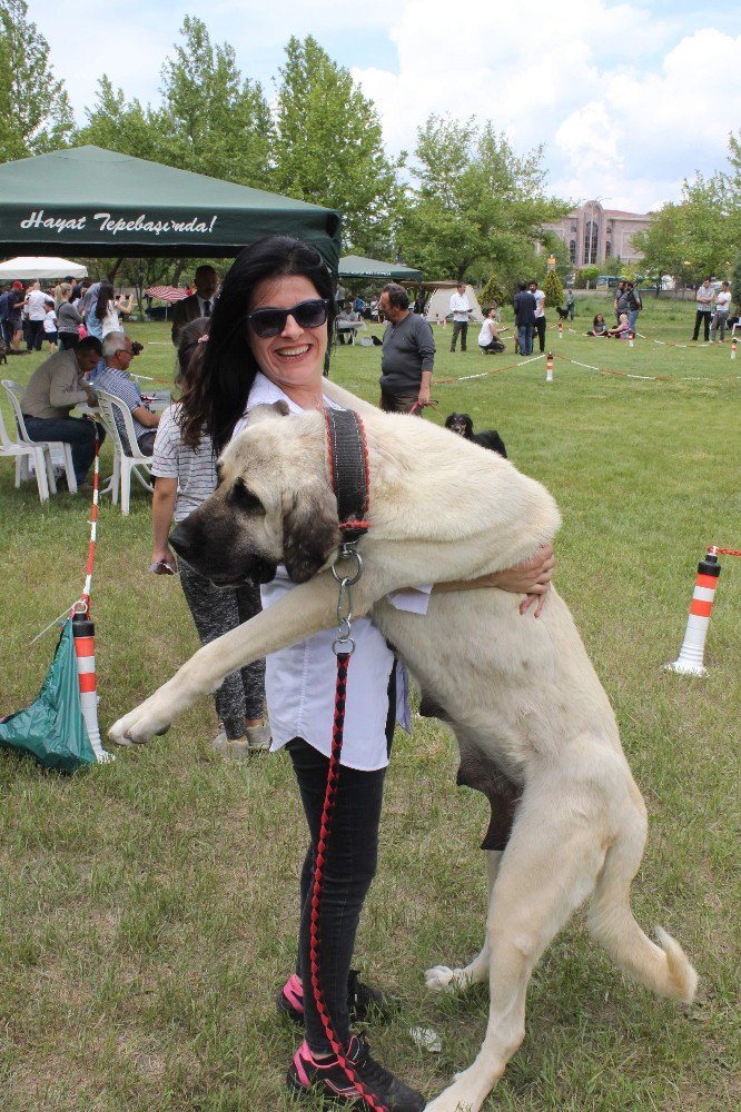 Bu Köpekleri Gören ’Maşallah’ Diyor