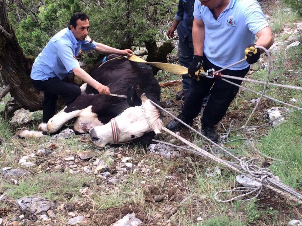 Uçurumdan Düşen İneği İtfaiye Ekipleri Kurtardı