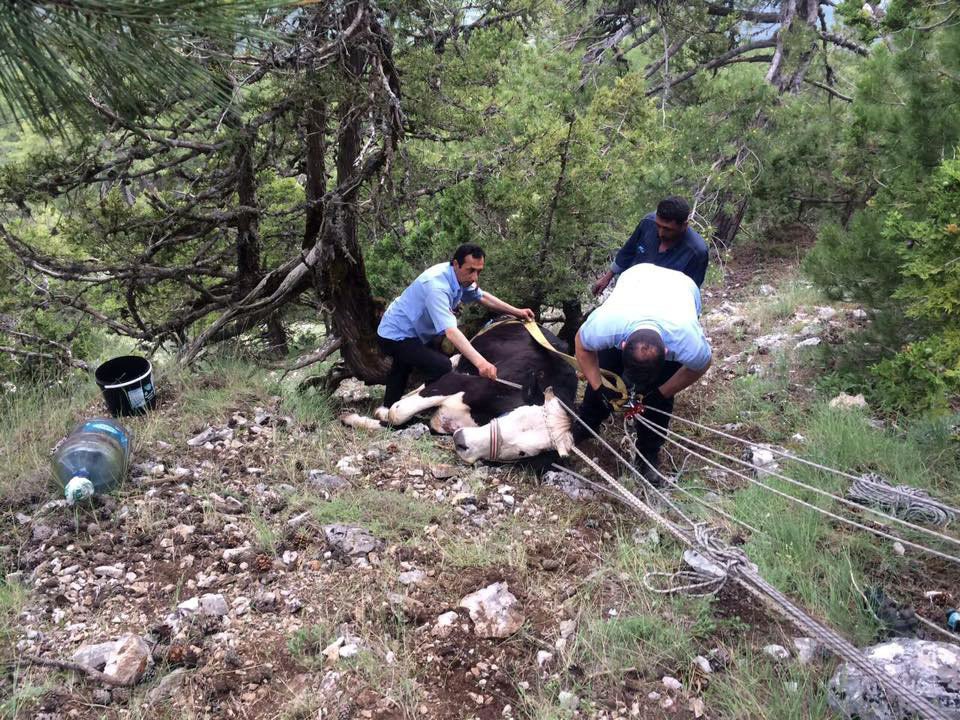 Uçurumdan Düşen İneği İtfaiye Ekipleri Kurtardı