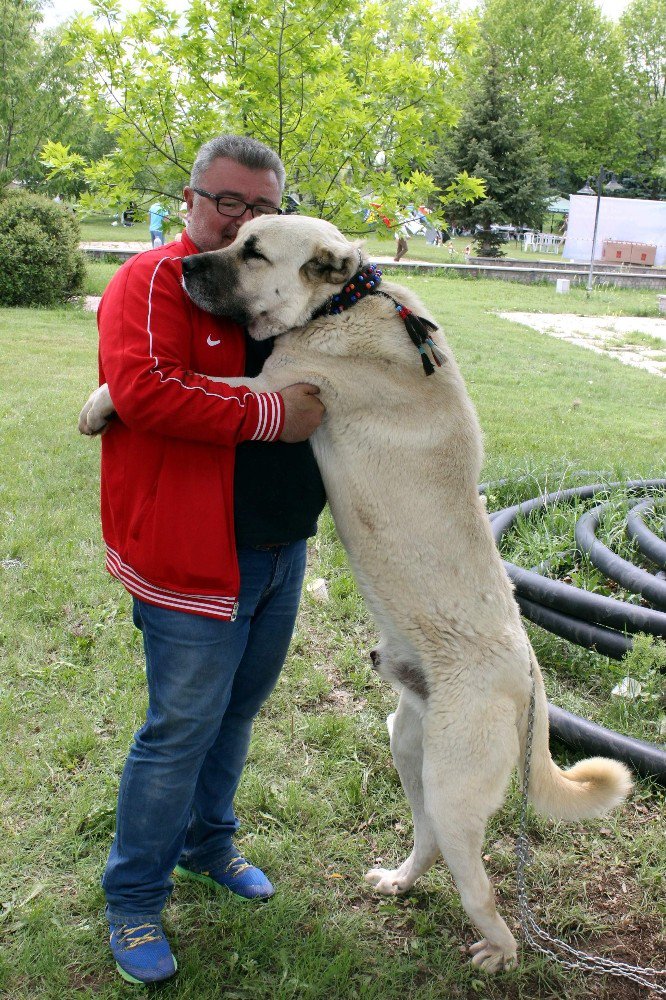 Bu Köpekleri Gören ’Maşallah’ Diyor