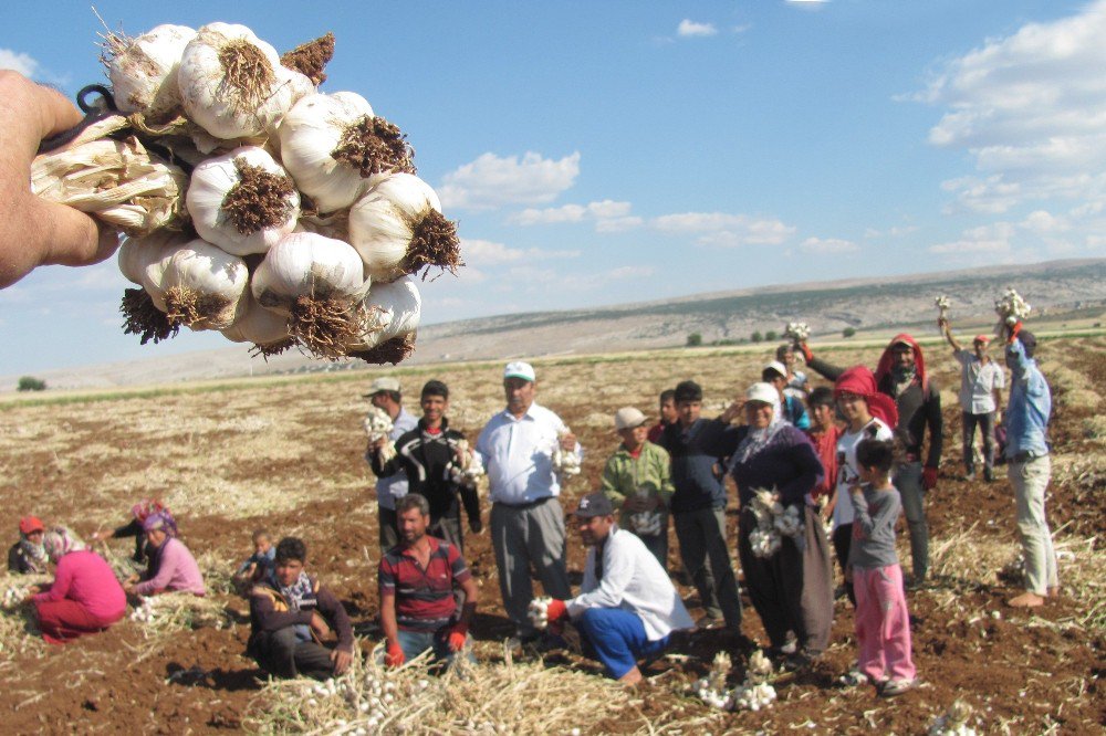 Araban Ovası’ndaki Sarımsak Ve Firik Hasadı Yaklaşık 20 Bin Kişiye İş Umudu Oldu