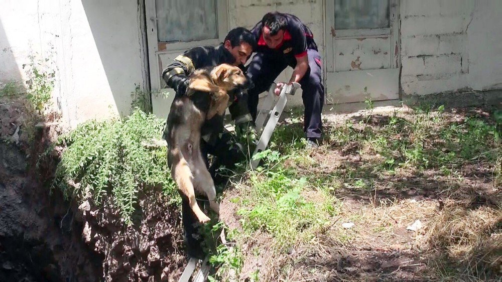 İnşaatın Temeline Düşen Köpeklere İtfaiye Müdahale Etti