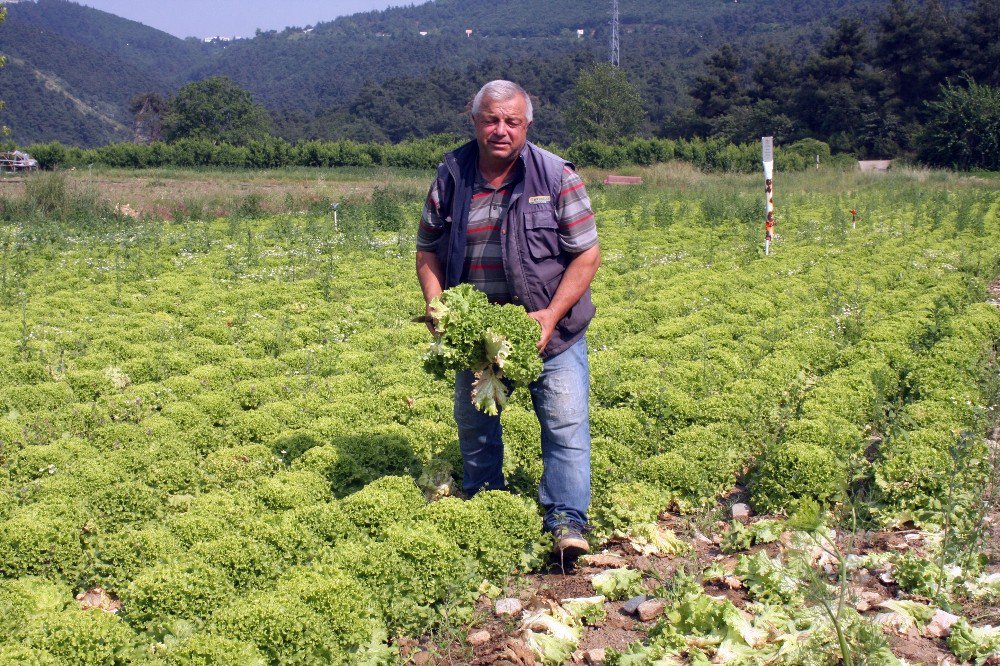 Tarlada Kalan Marul Kuzulara Yem Oldu