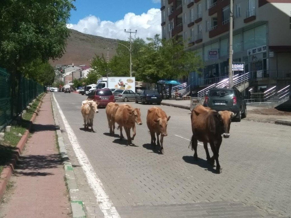 Solhan’da Başı Boş Hayvanlarla Mücadele