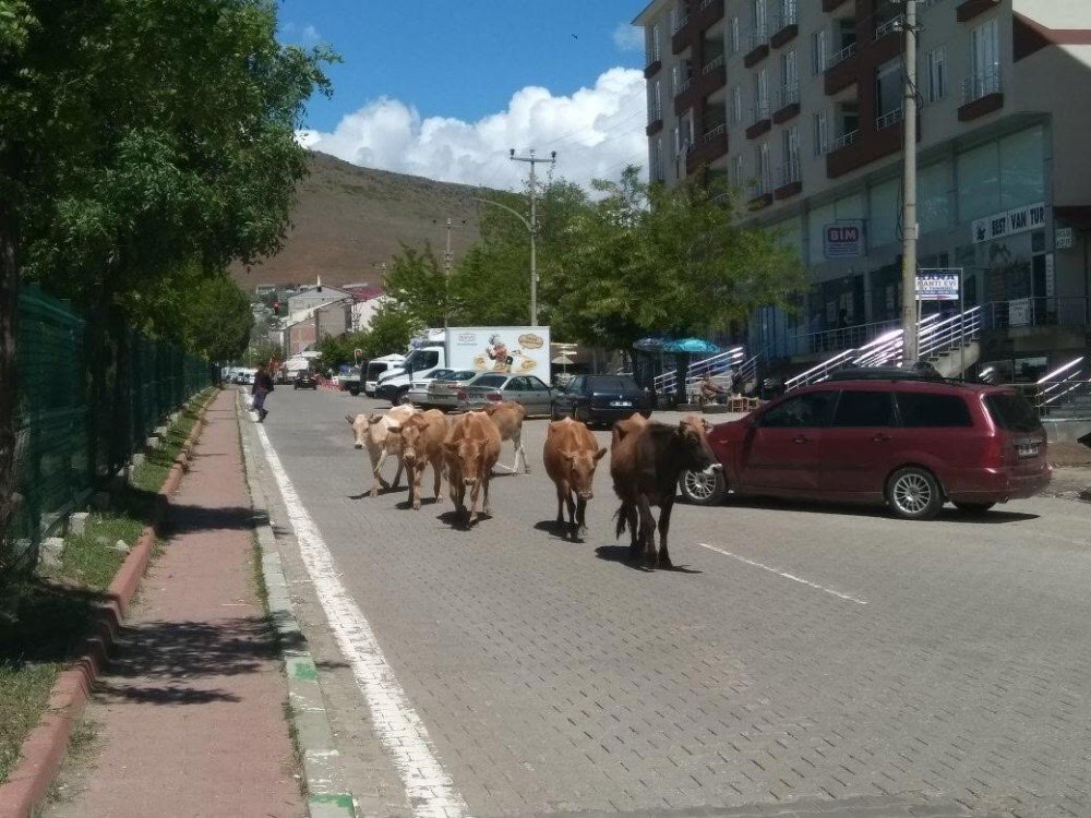 Solhan’da Başı Boş Hayvanlarla Mücadele