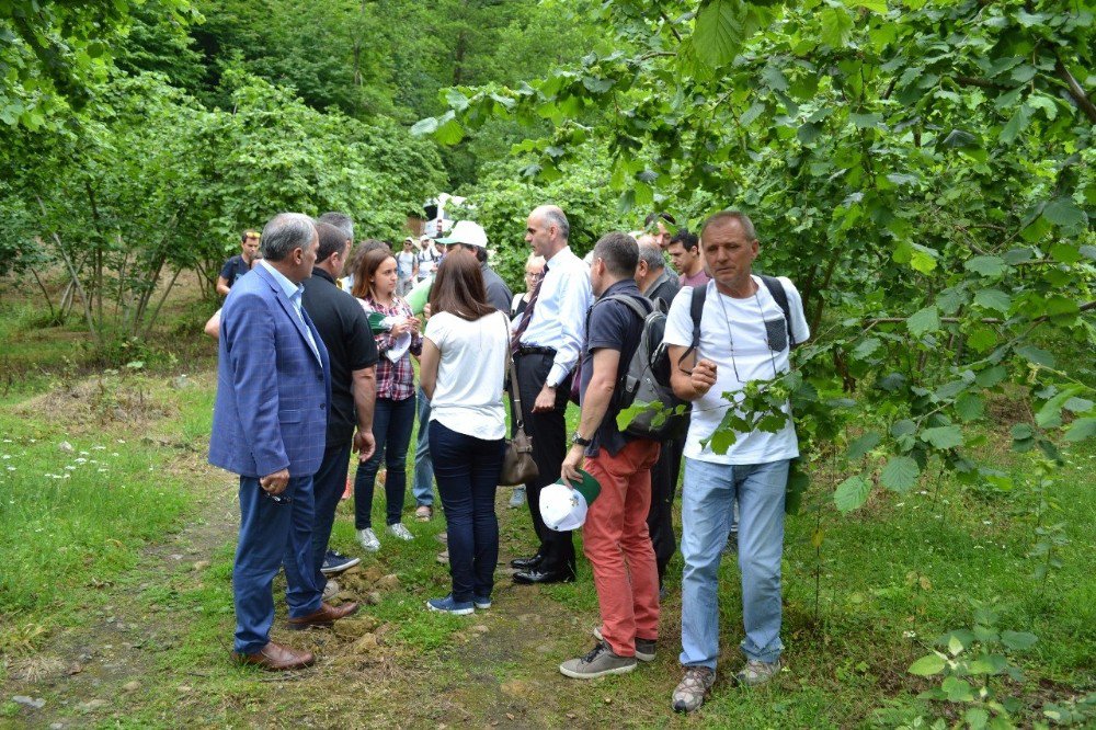 İtalyan Ve İspanyol Fındık Üreticileri Giresun Yağlı Fındığını İnceledi