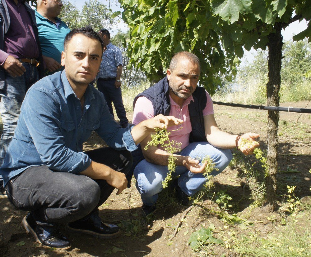 Manisalı Çiftçiyi Dolu Vurdu