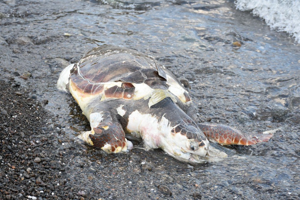 Marmaris Sahiline Ölü Caretta Caretta Vurdu