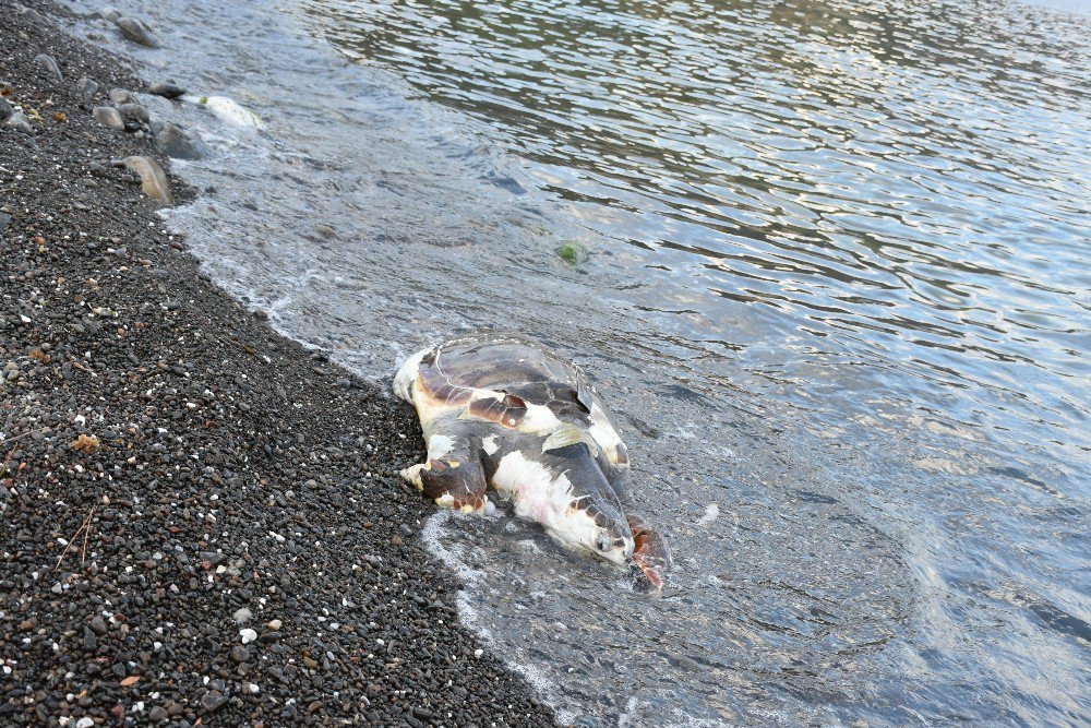 Marmaris Sahiline Ölü Caretta Caretta Vurdu