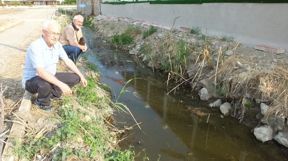 Burhaniye’de Su Kaplumbağaları Yaşam Mücadelesi Veriyor