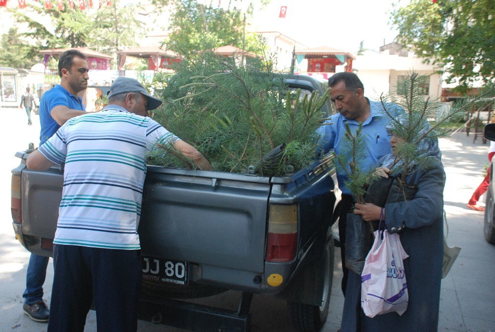 Çevre Gününde Halka Fidan Dağıtıldı