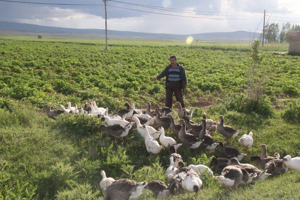 80 Hanelik Köyün Tamamı ’Kaz’ Besliyor