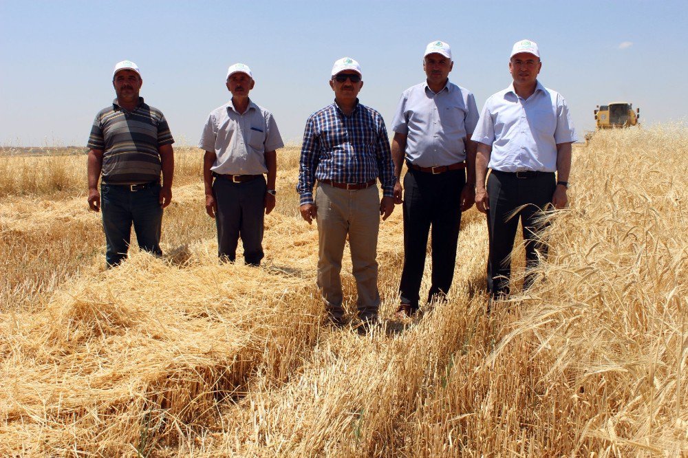 Son 10 Yılın En Verimli Hububat Hasadı Yaşanıyor