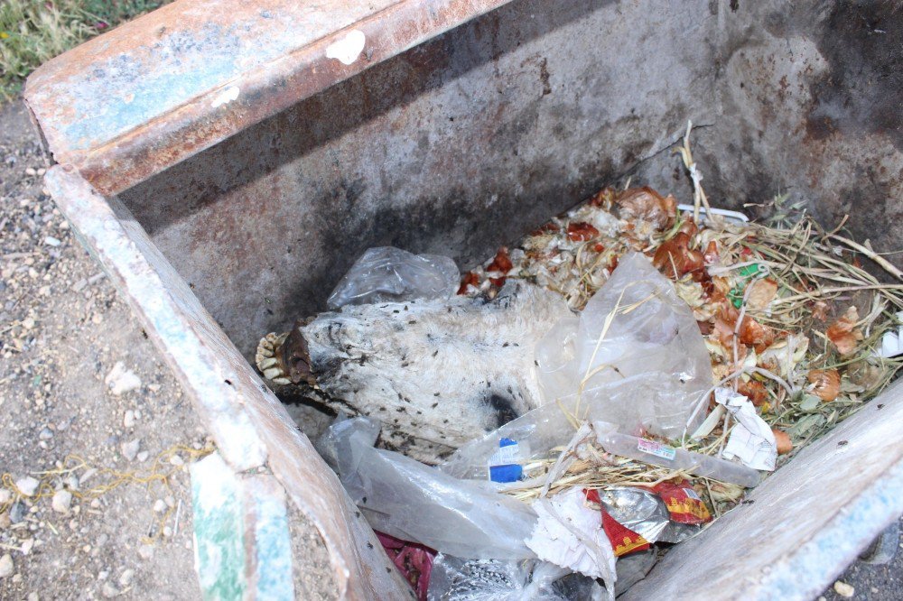 Çöpte Kesilmiş At Kafası Bulundu