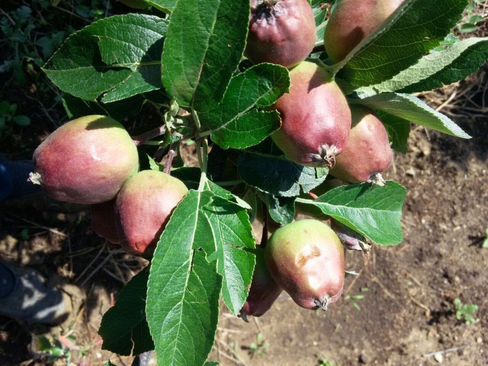 Bursa’da Çiftçiye Dolu Darbesi, Maddi Zarar Büyük