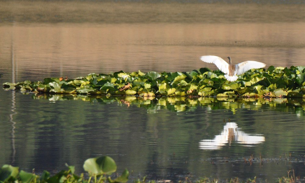 Buldan’da ‘Kuşlar Sizi Çağırıyor’ Etkinliği