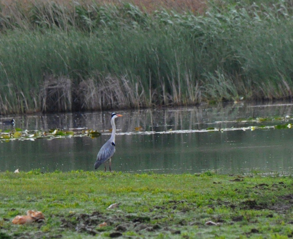 Buldan’da ‘Kuşlar Sizi Çağırıyor’ Etkinliği