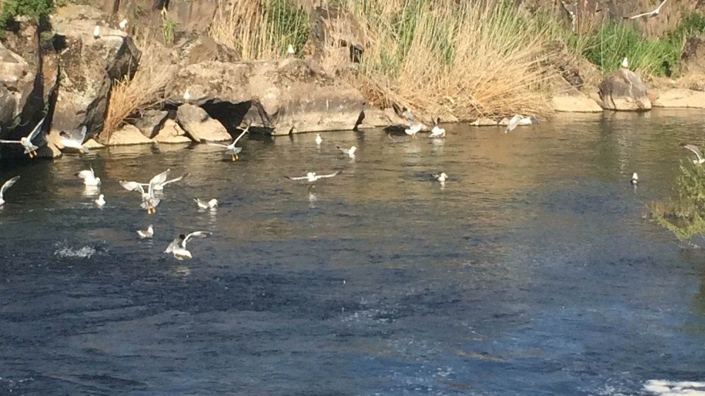 Yasağa Bir Tek Onlar Uymuyor
