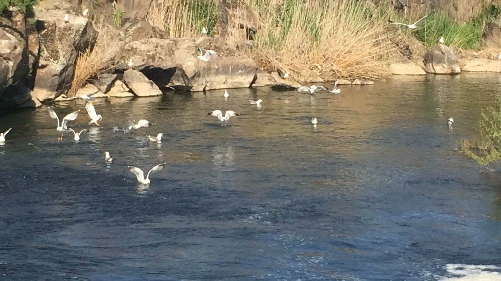Yasağa Bir Tek Onlar Uymuyor