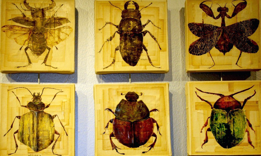 Kınkanatlılar Çankaya’da