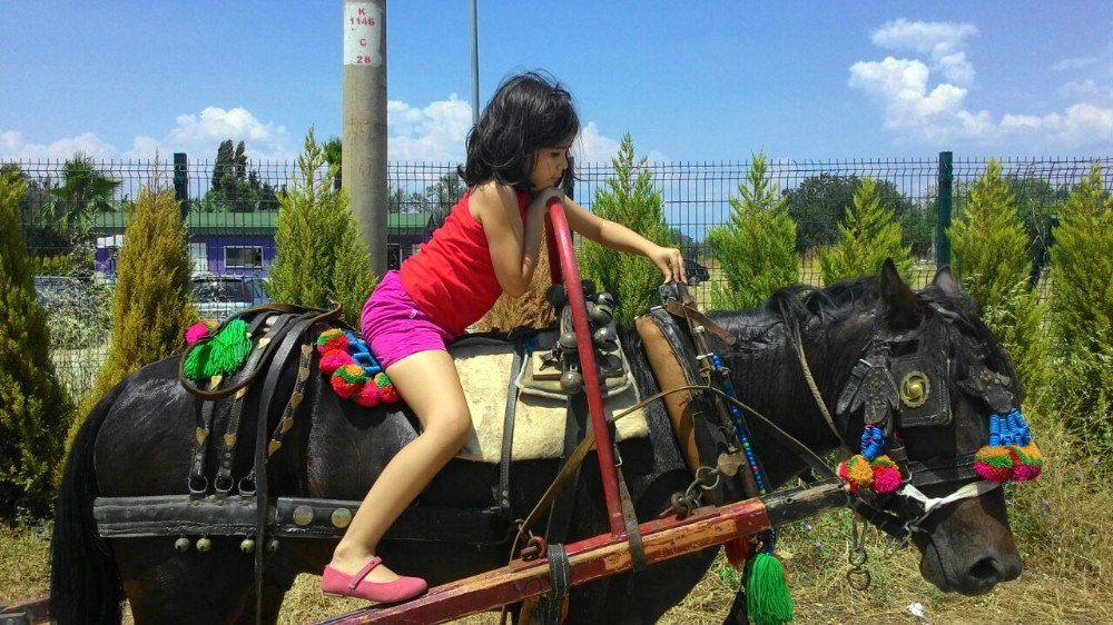 Atı Tüfekle Öldürmüştü, Karar Çıktı