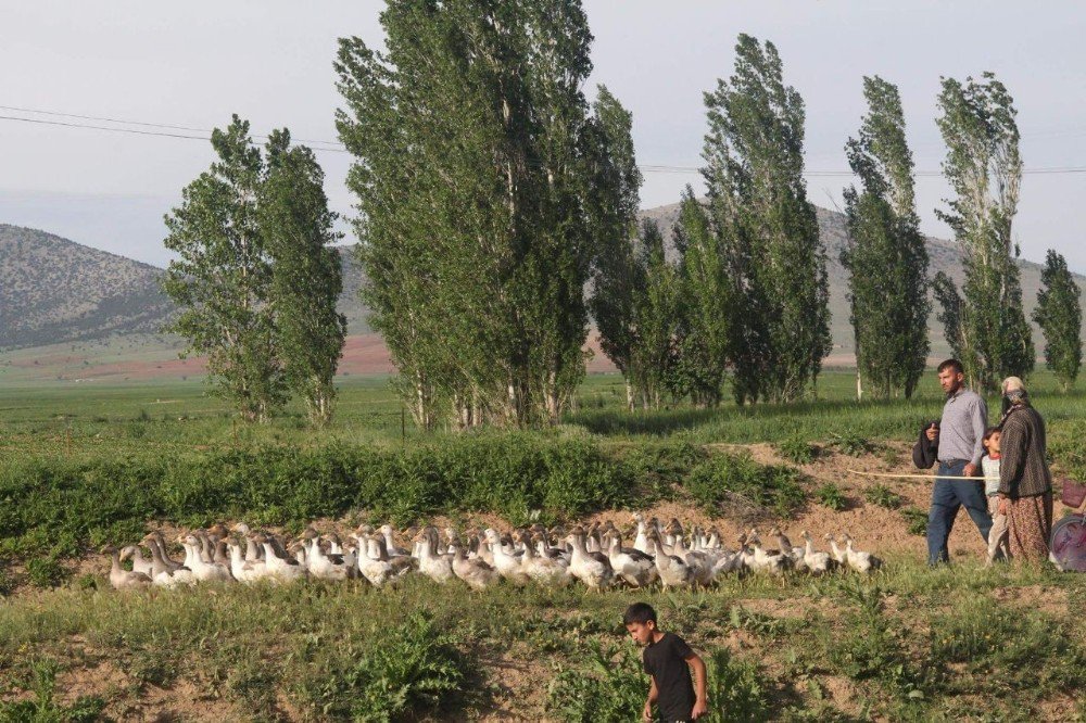 80 Hanelik Köyün Tamamı ’Kaz’ Besliyor