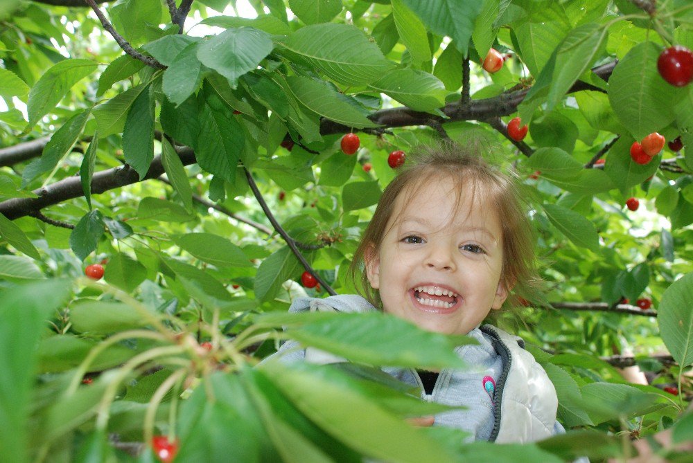 Kiraz Üreticinin Yüzünü Güldürdü