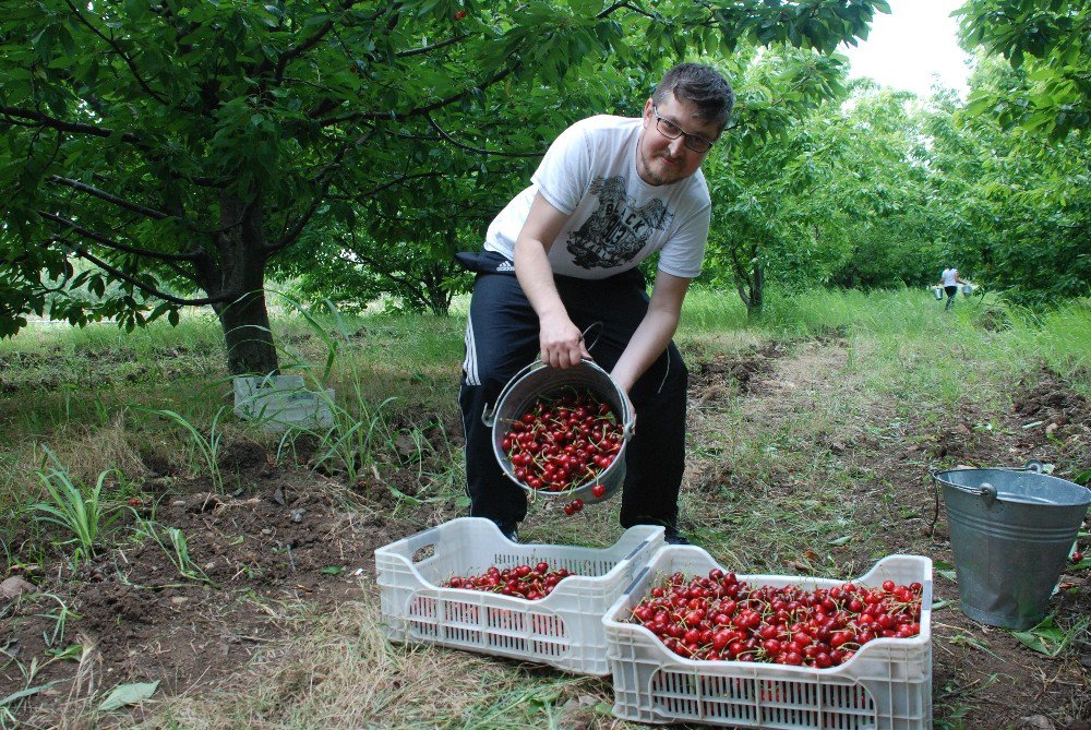 Kiraz Üreticinin Yüzünü Güldürdü