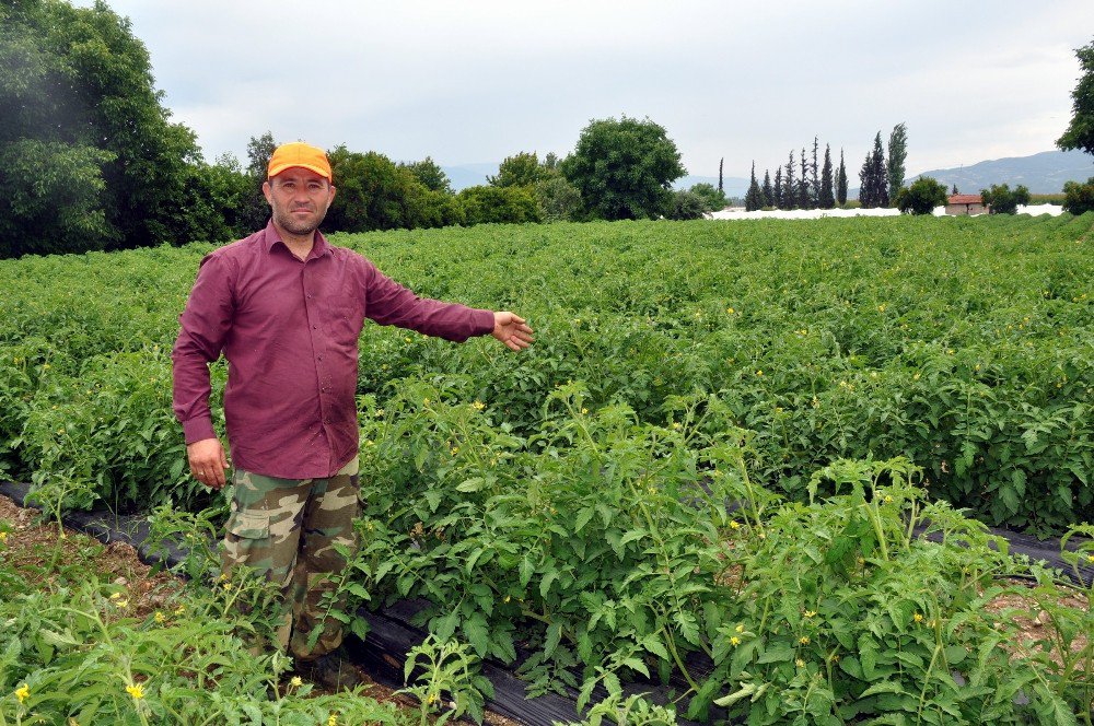 Atadan Kalma Çeşitleri Günümüz Teknolojisiyle Daha Verimli Hale Getirdi