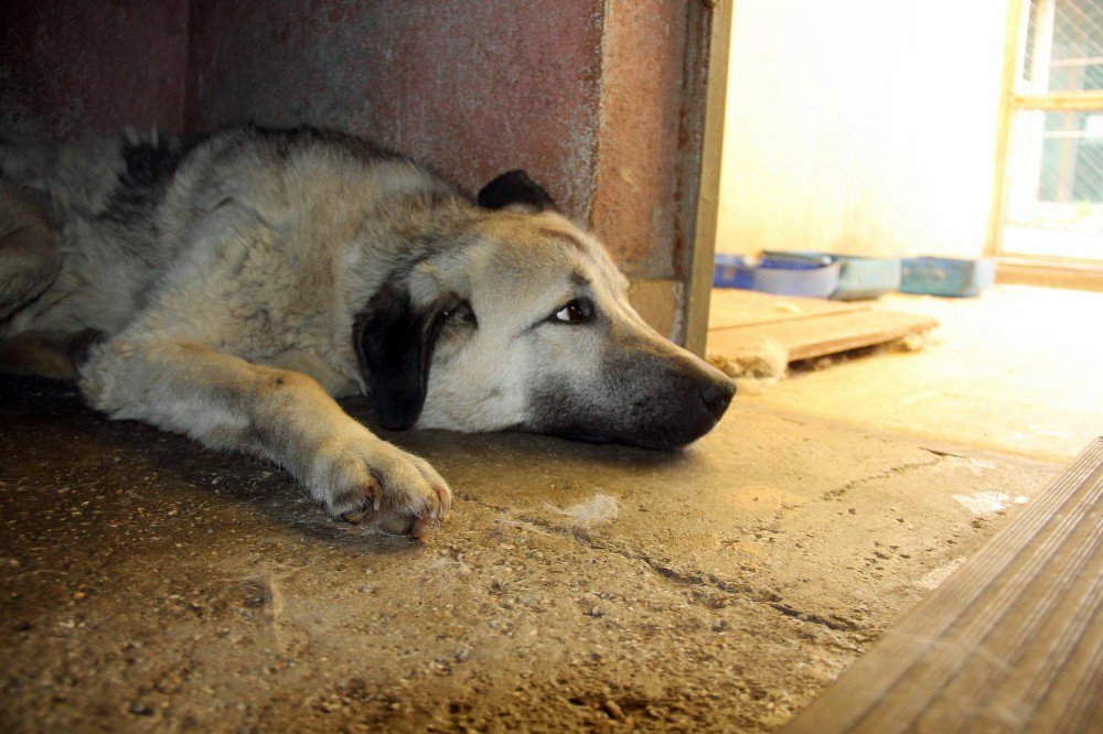 Boynuna Lastik Takılarak İşkence Edilen Köpek Kurtarıldı