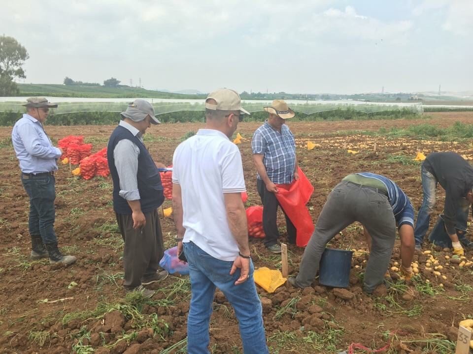 Tescilli Yerli Patateslerin Hasadı Yapılıyor
