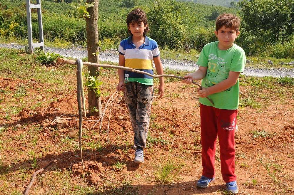 Çocuklar Tarafından Bulundu