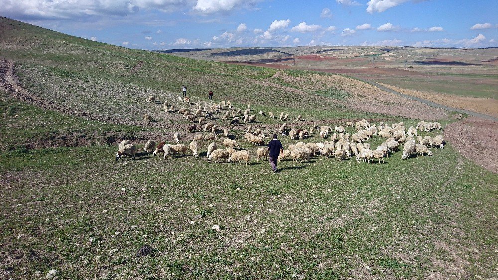 - Ankara’da Şiddetli Yağmur, Çobanlar Canını Zor Kurtardı