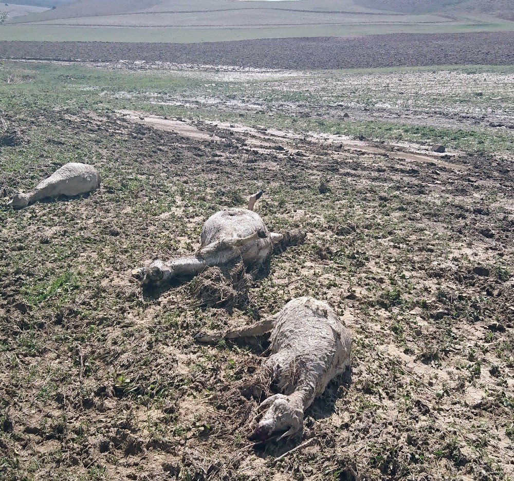 - Ankara’da Şiddetli Yağmur, Çobanlar Canını Zor Kurtardı