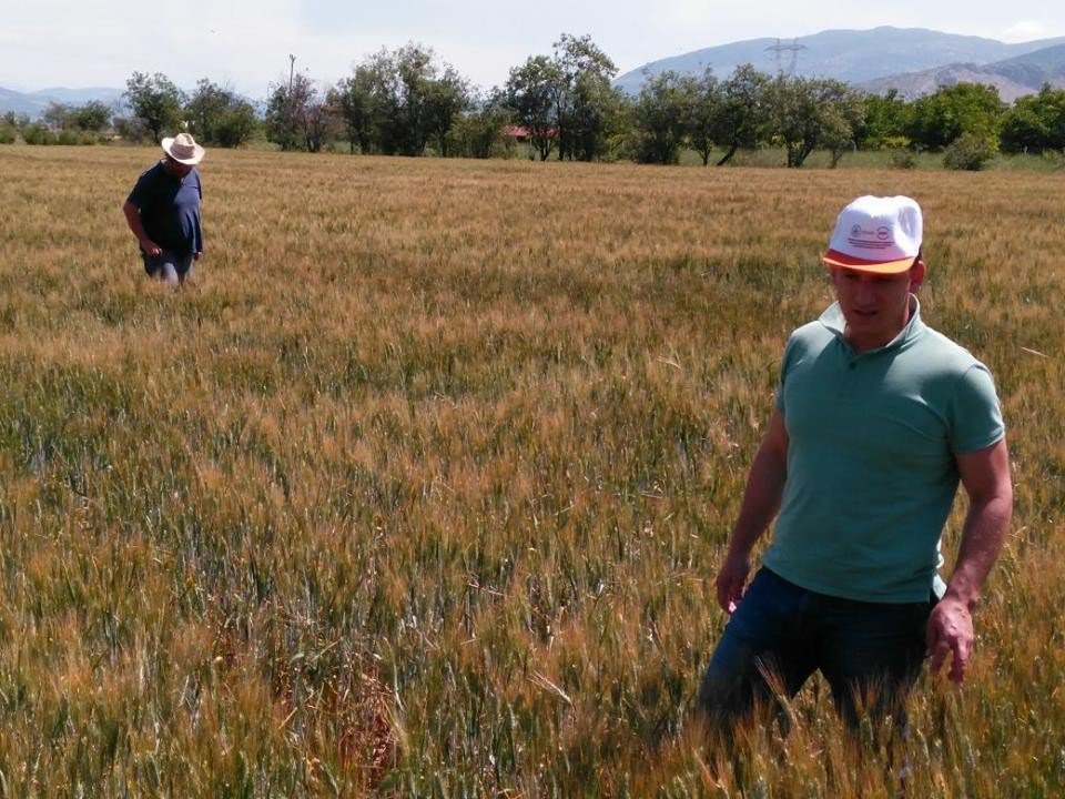 Antalya’da Süne İle Mücadele