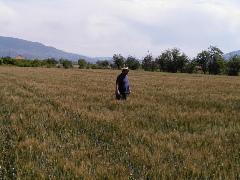 Antalya’da Süne İle Mücadele