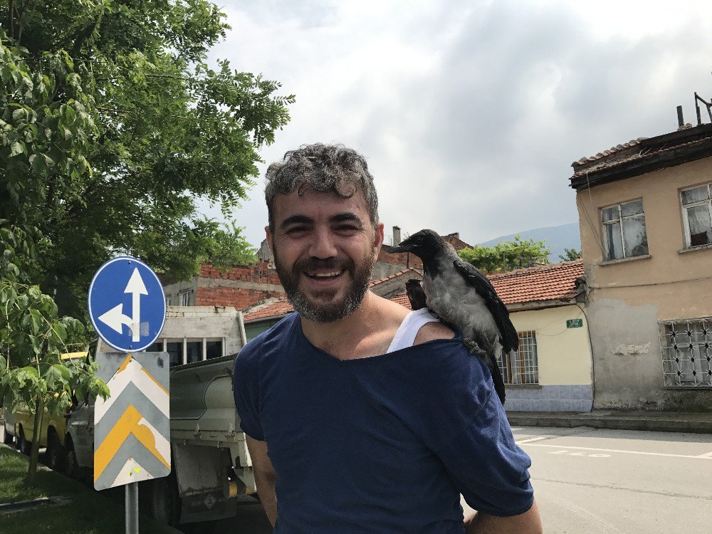 Başına Yavru Karga Kondu, Karga Ailesi Onu Rahat Bırakmadı