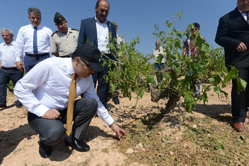 Vali Altıparmak, Dolunun Vurduğu Tarım Arazilerini İnceledi