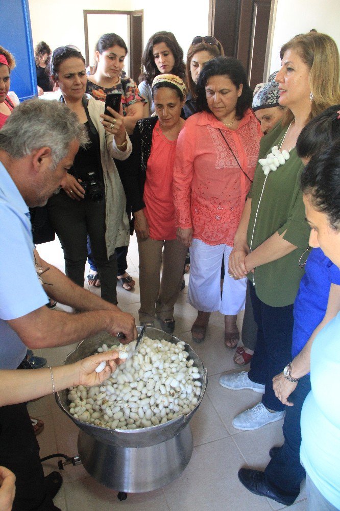 Samandağlı Kadınlara Kozadan İstihdam Olanağı