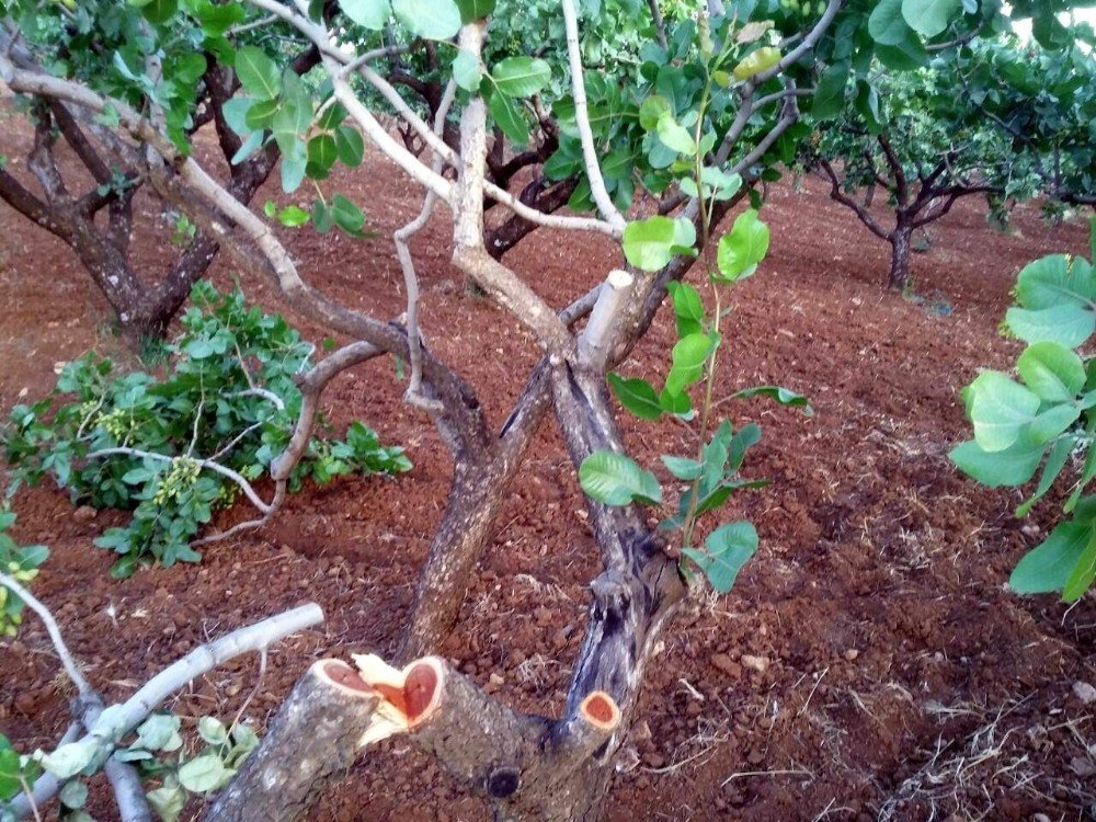 Siirt’te Yetişkin Fıstık Ağaçlarının Dalları Kesildi