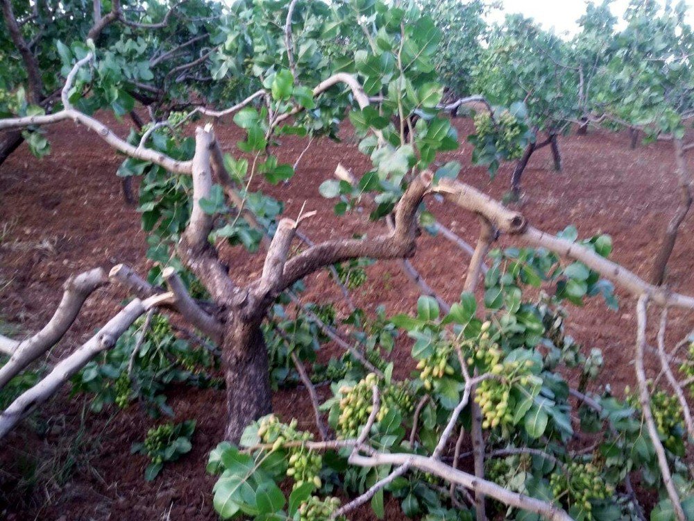 Siirt’te Yetişkin Fıstık Ağaçlarının Dalları Kesildi