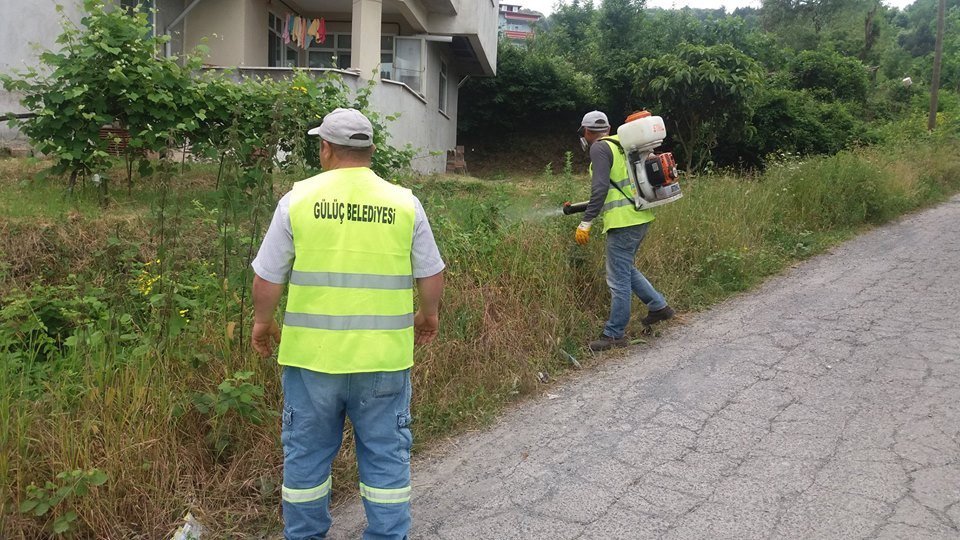 Gülüç Belediyesi Haşere İlaçlaması Yaptı