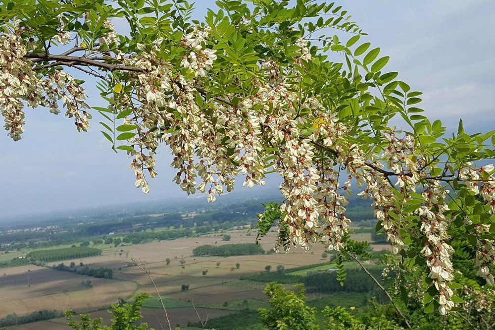 Düzce’de Bal Ormanları Üretime Hazır