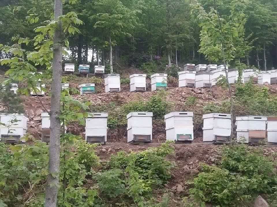 Düzce’de Bal Ormanları Üretime Hazır